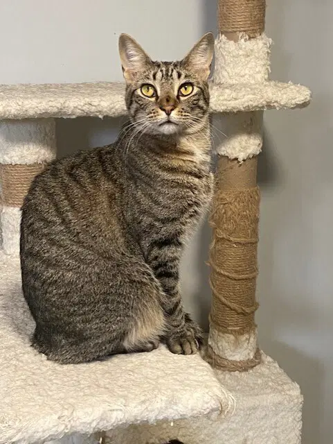 Chucky - Domestic Short Hair