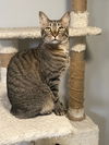 adoptable Cat in O Fallon, MO named Chucky