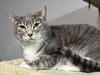 adoptable Cat in O Fallon, MO named Hanabi