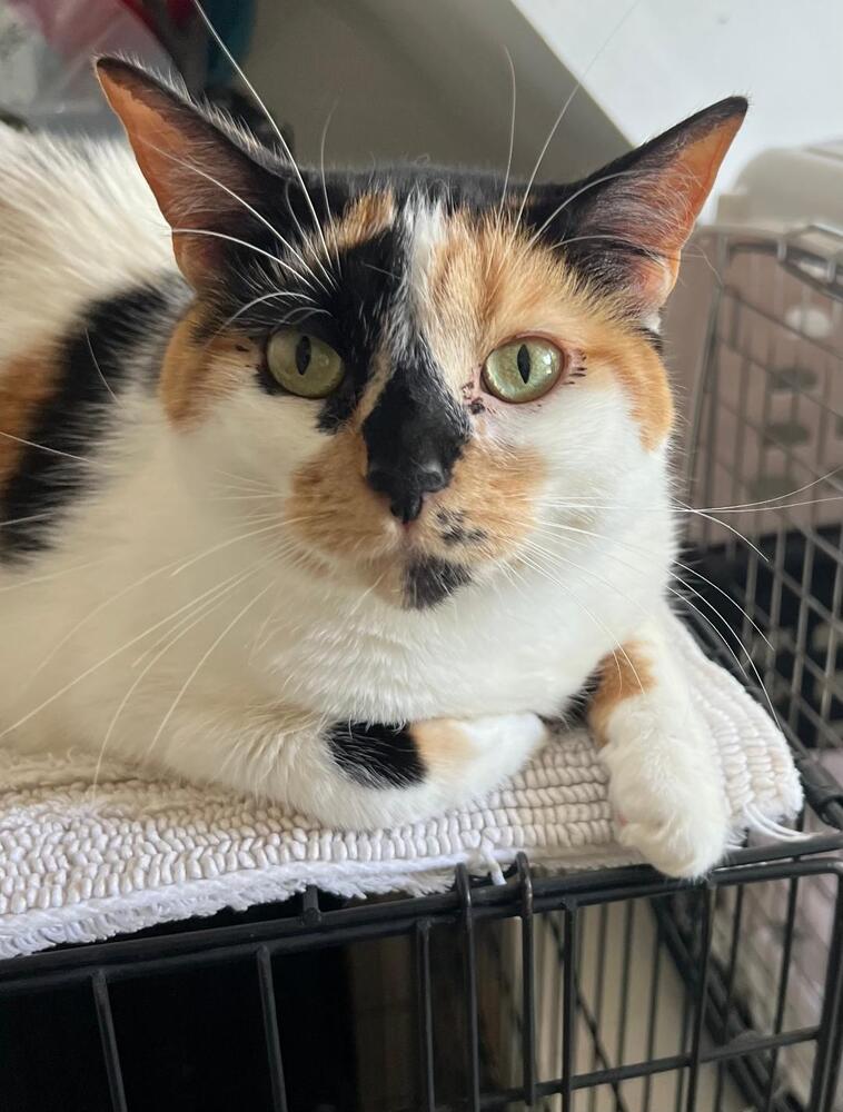 adoptable Cat in O Fallon, MO named Stella