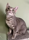 adoptable Cat in O Fallon, MO named Stevie