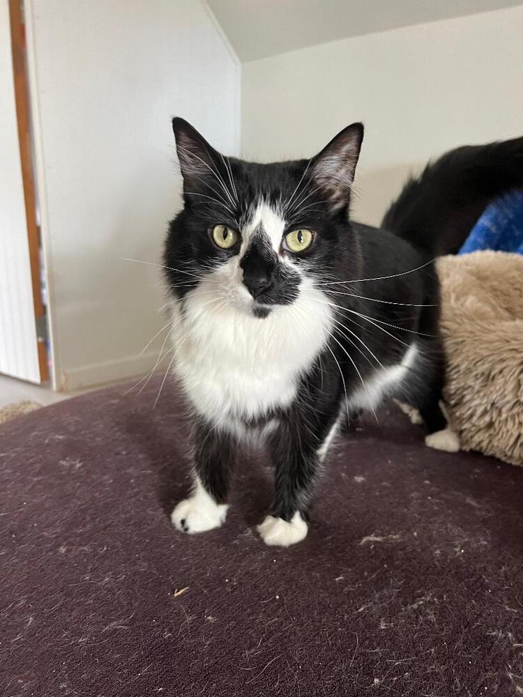 adoptable Cat in O Fallon, MO named Frida