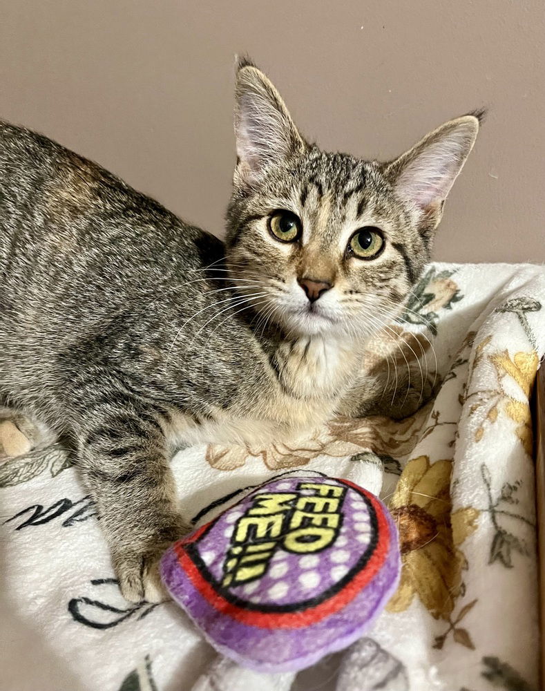 adoptable Cat in O Fallon, MO named Eliza