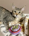 adoptable Cat in O Fallon, MO named Eliza