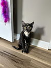 adoptable Cat in O Fallon, MO named Daphne