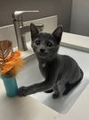 adoptable Cat in O Fallon, MO named Hyacinth