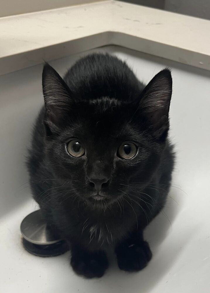 adoptable Cat in O Fallon, MO named Benedict