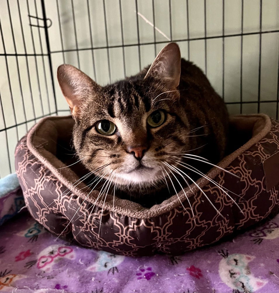 adoptable Cat in O Fallon, MO named Abby