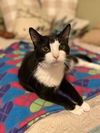 adoptable Cat in O Fallon, MO named Daisy