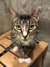 adoptable Cat in O Fallon, MO named Beth March