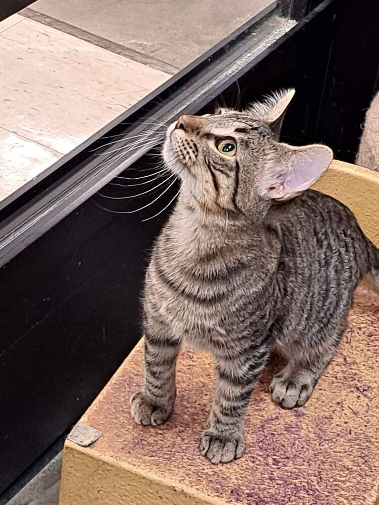 adoptable Cat in O Fallon, MO named Johnny jump up