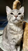 adoptable Cat in O Fallon, MO named Trapper