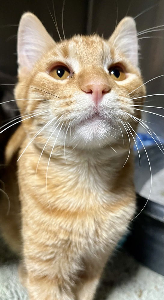 adoptable Cat in O Fallon, MO named Hawkeye