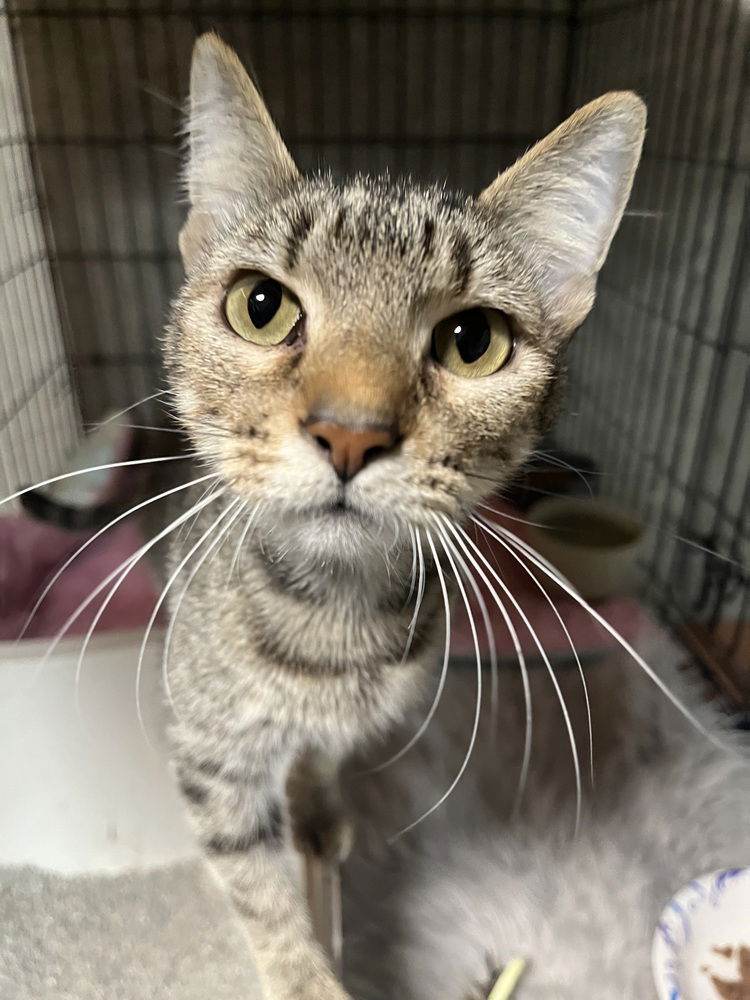 adoptable Cat in O Fallon, MO named Jessica