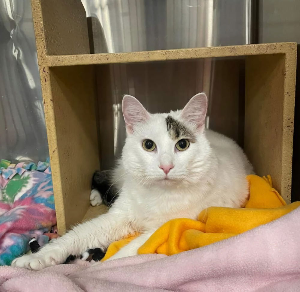 adoptable Cat in O Fallon, MO named Morning Glory