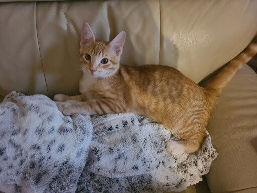 adoptable Cat in O Fallon, MO named Sammy