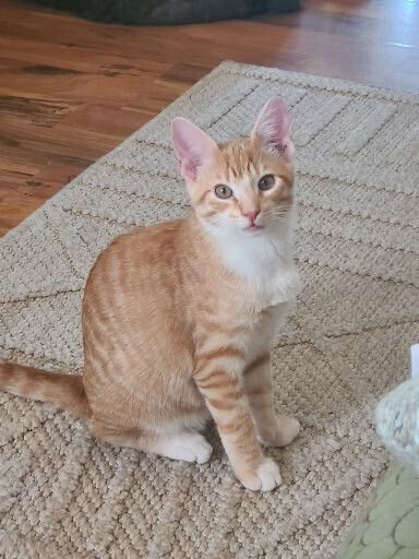 adoptable Cat in O Fallon, MO named Sonny Bear