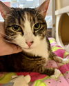 adoptable Cat in  named Luna