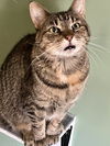 adoptable Cat in o fallon, MO named Aubrey