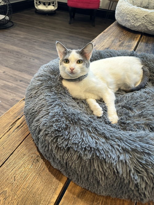 picture of the cat needing adoption