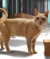adoptable Cat in  named Butter