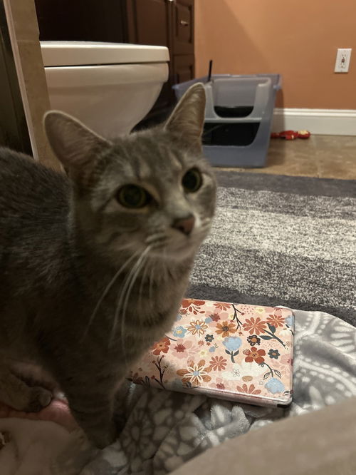 picture of the cat needing adoption