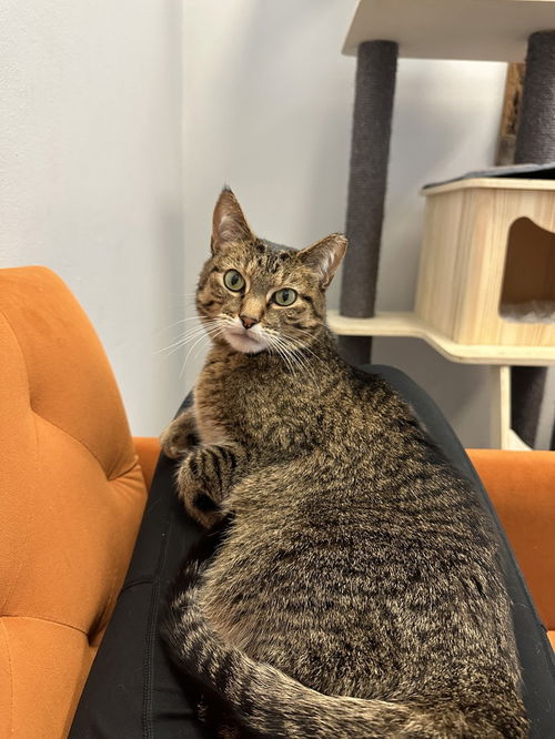 picture of the cat needing adoption