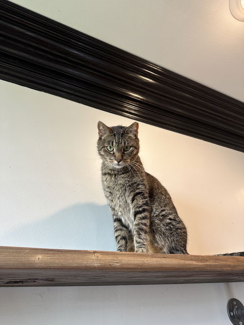 picture of the cat needing adoption