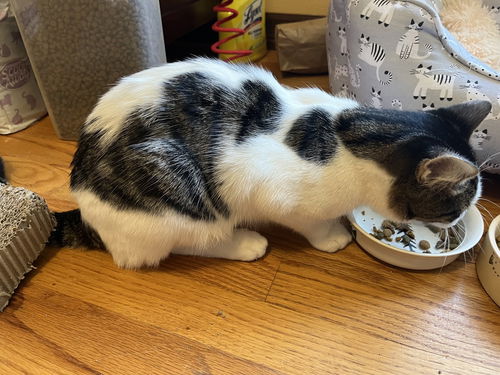 picture of the cat needing adoption