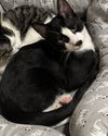 adoptable Cat in o fallon, MO named Brandy