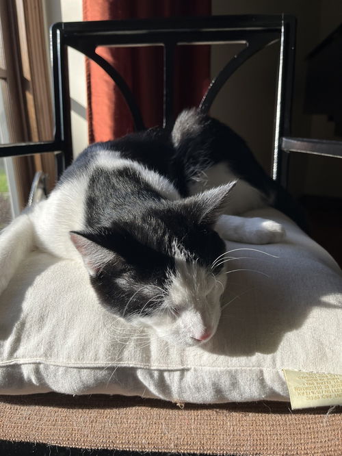 picture of the cat needing adoption