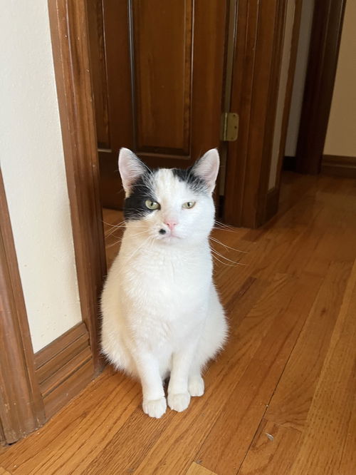 picture of the cat needing adoption