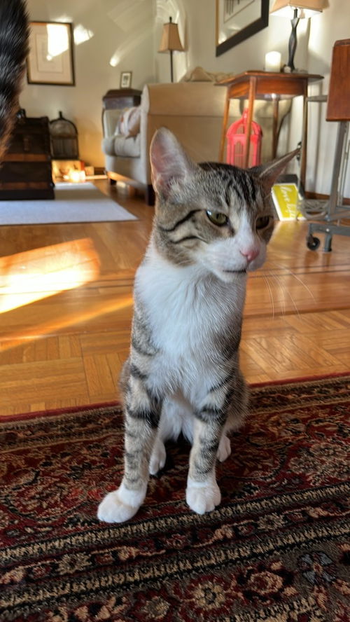 picture of the cat needing adoption