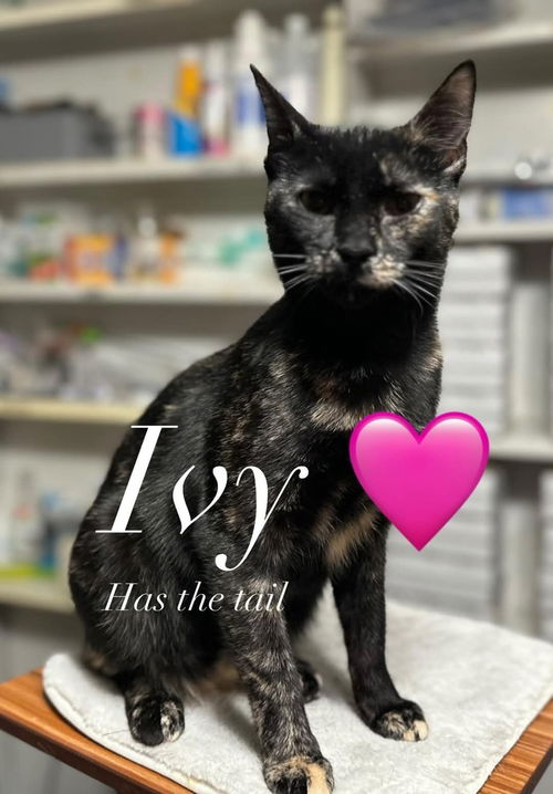 picture of the cat needing adoption