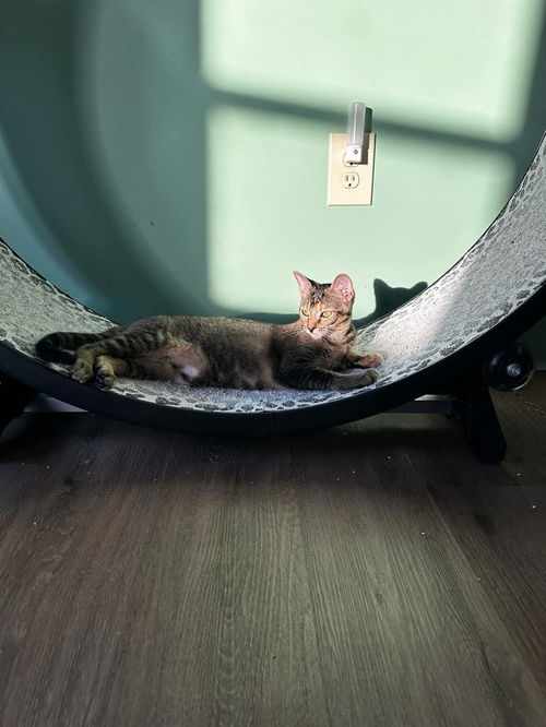 picture of the cat needing adoption