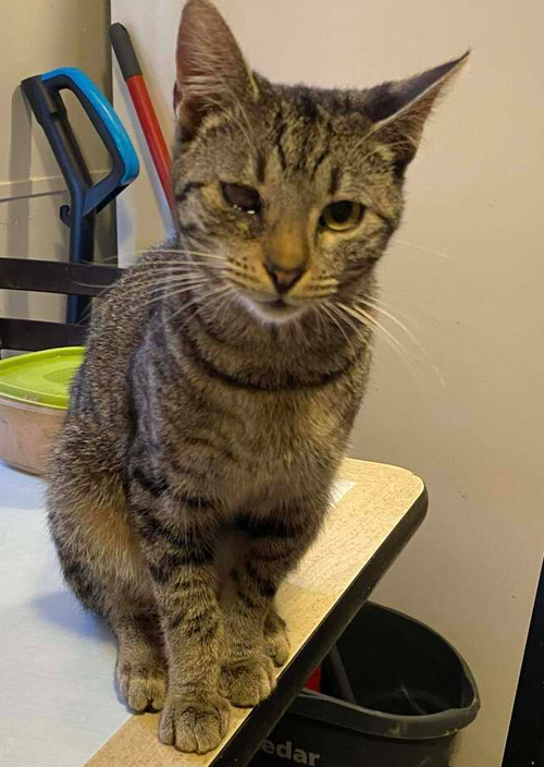 picture of the cat needing adoption