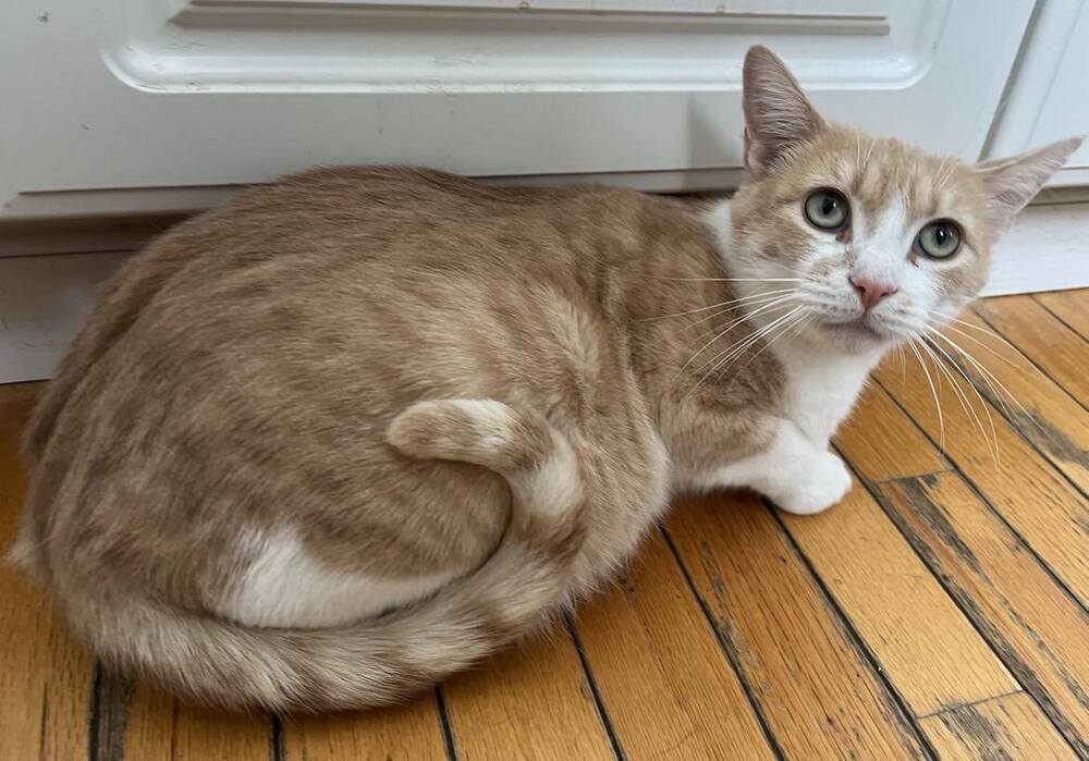 adoptable Cat in O Fallon, MO named Adrienne