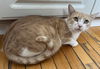 adoptable Cat in o fallon, MO named Adrienne