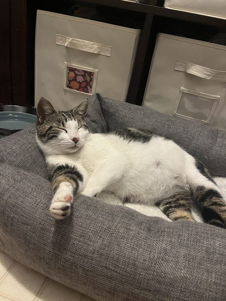 adoptable Cat in O Fallon, MO named Belle