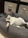 adoptable Cat in o fallon, MO named Belle