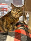 adoptable Cat in  named Kahli