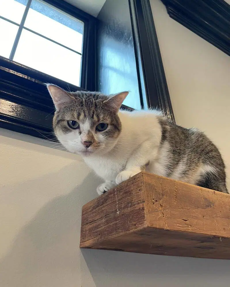 Fiona - Domestic Short Hair