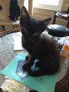 adoptable Cat in o fallon, MO named Binx