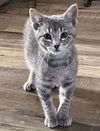 adoptable Cat in o fallon, MO named Bowie 14862BZ