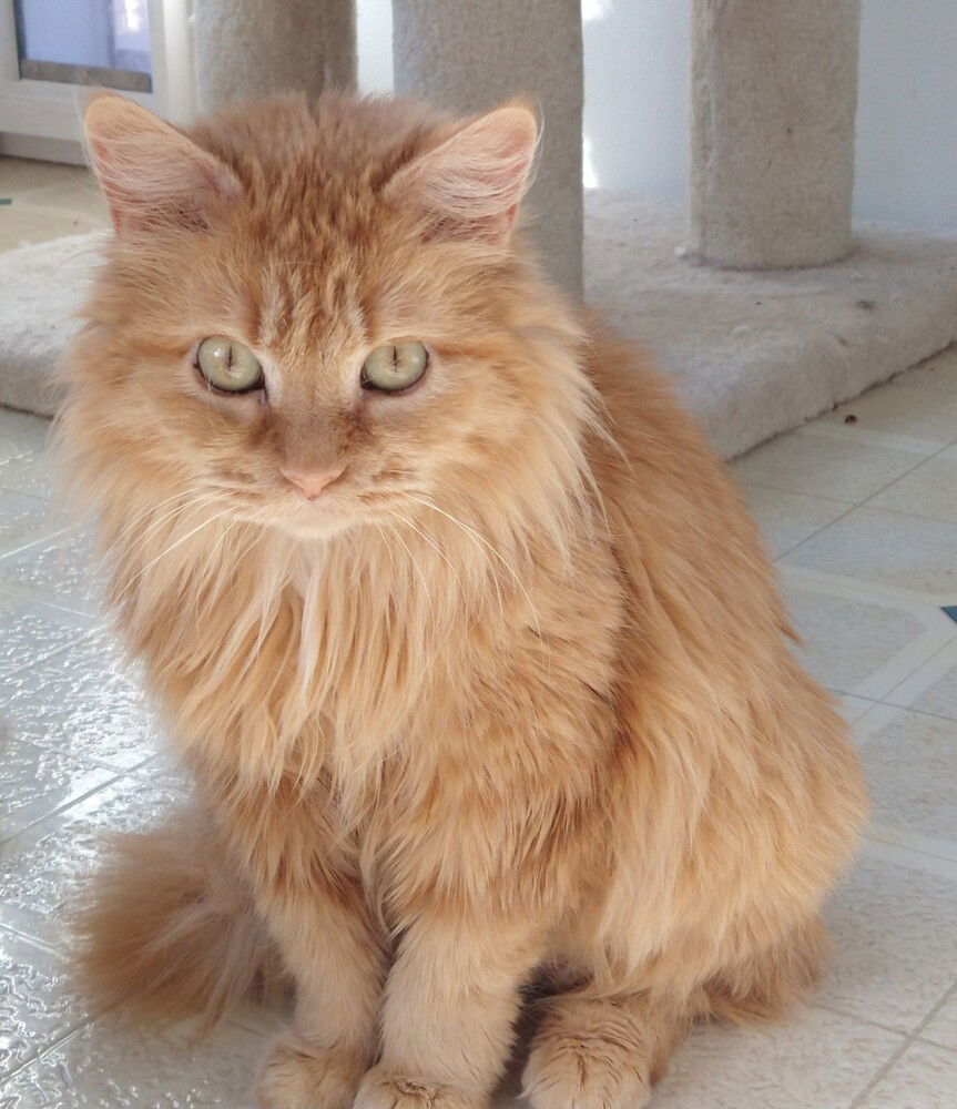 adoptable Cat in O Fallon, MO named Nelly