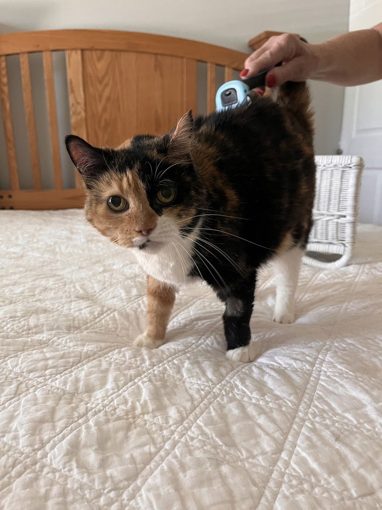 adoptable Cat in O Fallon, MO named Rhoda