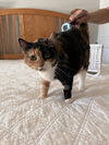 adoptable Cat in  named Rhoda
