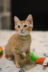 adoptable Cat in  named Brioche