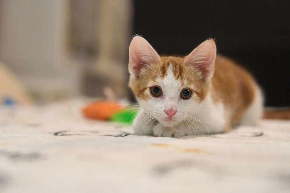 adoptable Cat in O Fallon, MO named Beignet