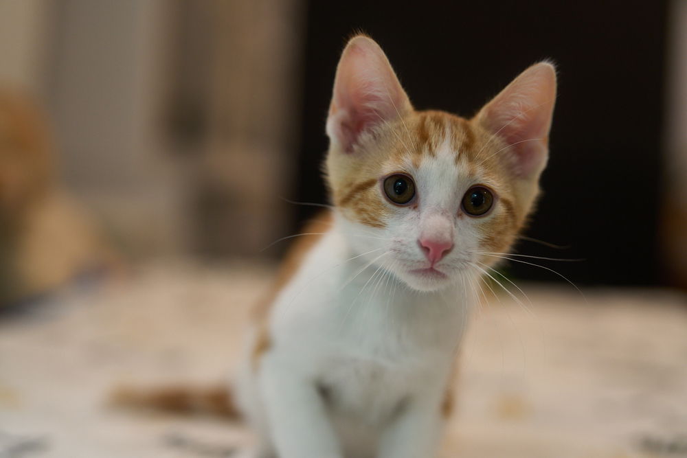 adoptable Cat in O Fallon, MO named Crepe